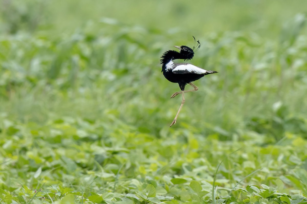 Introducing the leaping Lesser Florican! 🤩

The smallest member of the bustard family, the Lesser Florican is renowned for its spectacular mating displays.

Jumping up to 6 feet into the air, males in their striking black-and-white plumage make themselves highly visible in open