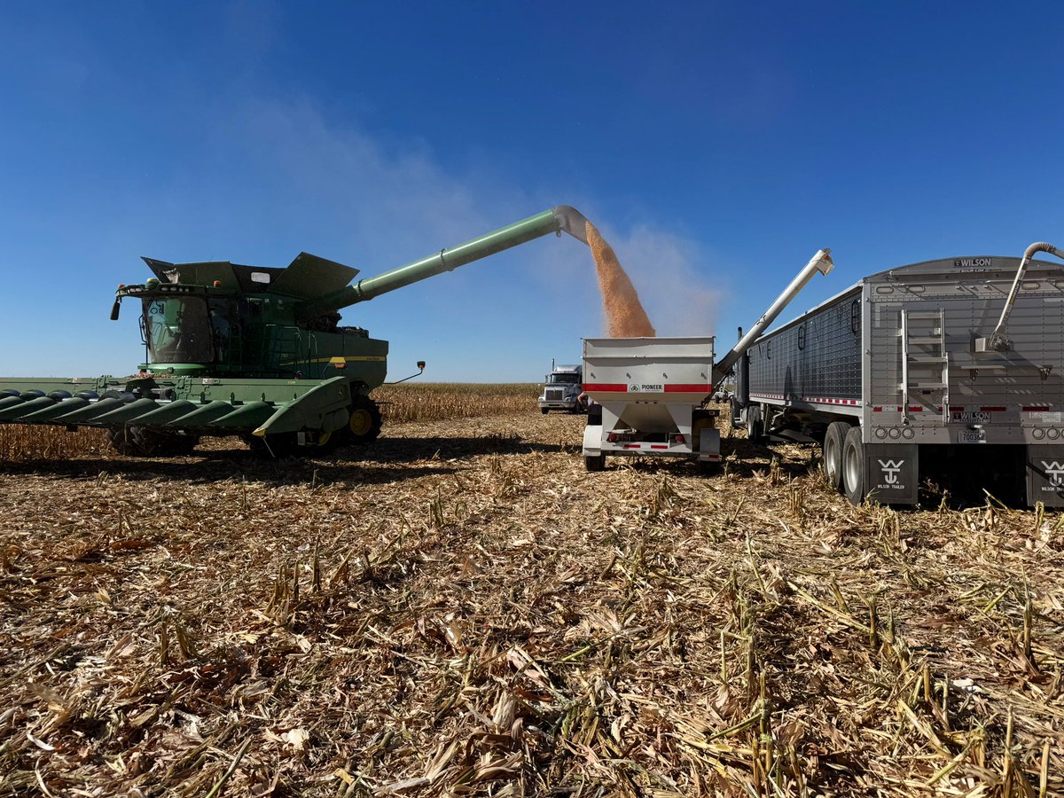 LegacyAgService's tweet photo. The second plot harvest data is in! Planting date: April 23, 2024. Harvest date: October 2, 2024. Plant population 24. 425 gallons per minute (GPM) well watering two full circles. Hybrid results on the next image! #PioneerSeed #CortervaAg #BestIsYet https://t.co/JtU5eseVML