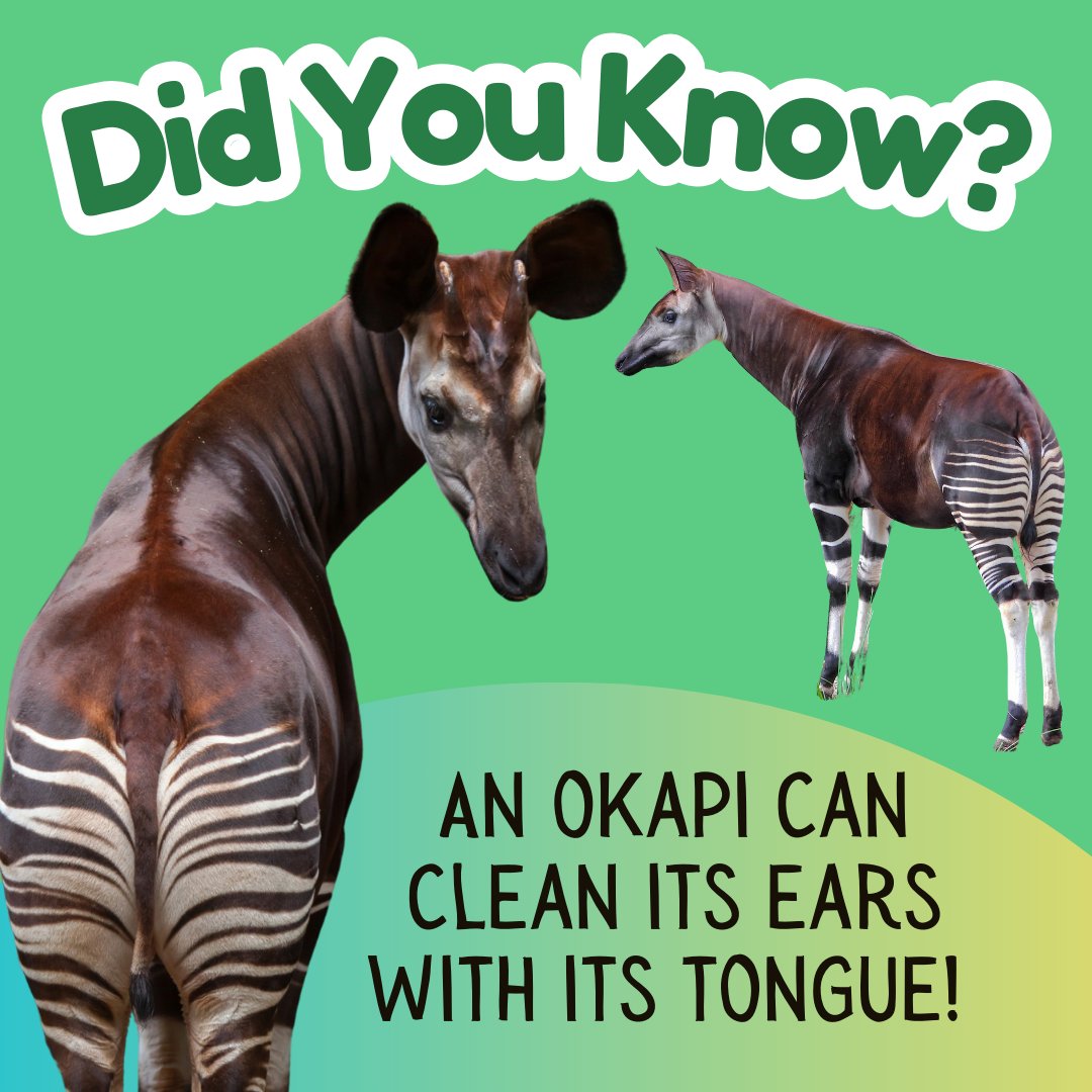 Okapi Tongue Ear Okapi Tongue Out Tuesday