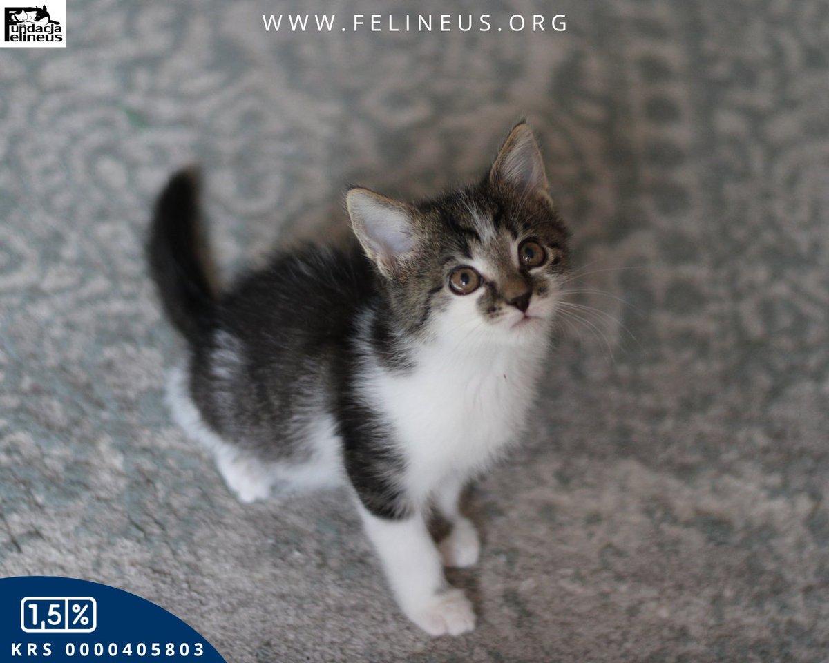 Kocia pieszczocha czeka na dom ❣️

Purina – biało-bura koteczka o wielkich pięknych oczach, urodzona w sierpniu 2024 roku. Koteczka jest podopieczną Fundacji, pod której opieka dorastała wraz z rodzeństwem. Wykarmiona przez opiekuna traktuje go niemal jak mamę. Jest ogromnym