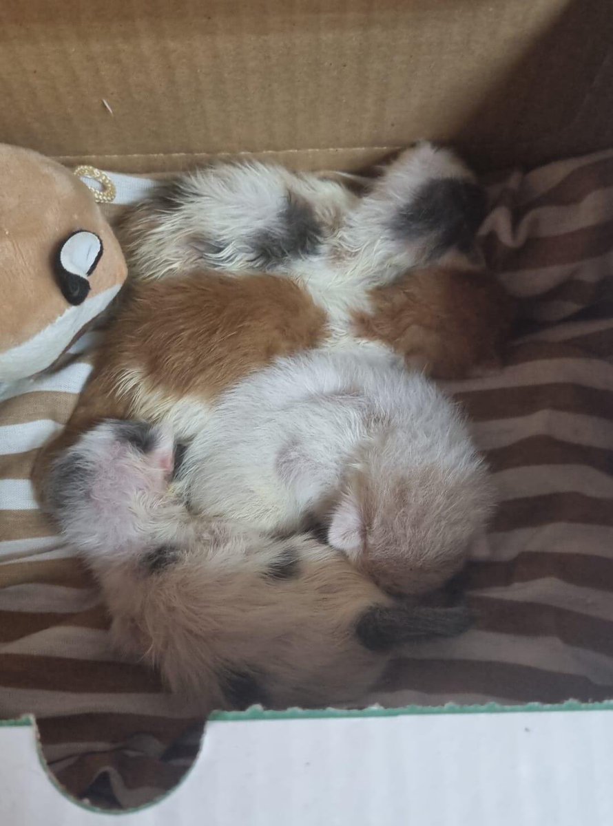 في الرياض، ٤ قطط صغيرة عمرها أسبوعين تقريباً أمهم أخذوها البلدية، بحاجة لرعاية أشخاص عندهم الخبرة أو عندهم قطة مرضعة.

رقم التواصل ٠٥٤٣٠٥٤٠٢٨