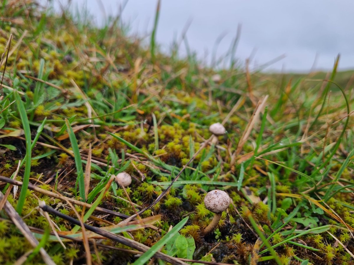 Sophie Olejnik (@sophie_oleo) on Twitter photo #WaxcapWatch is on! Have you spotted any jewels in the rough yet this autumn? Here are my finds from <a href="/SauntonGolfClub/">Saunton Golf Club</a> this week including bonus Winter Stalkballs, right by the 8th green! Indicators of nutrient poor, unimproved grasslands; waxcaps are wonderful! #WaxcapWatch is on! Have you spotted any jewels in the rough yet this autumn? Here are my finds from <a href="/SauntonGolfClub/">Saunton Golf Club</a> this week including bonus Winter Stalkballs, right by the 8th green! Indicators of nutrient poor, unimproved grasslands; waxcaps are wonderful!