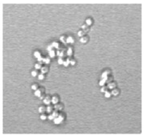med_device_SIU's tweet photo. Advanced Science: A paper providing insights about the rapid molecular antimicrobial susceptibility of Neisseria Gonorrhoeae has been published in Advanced Science. Congratulations to the team! Check it out here:
https://t.co/VZ3qxVP120 https://t.co/Iaw75Na76d