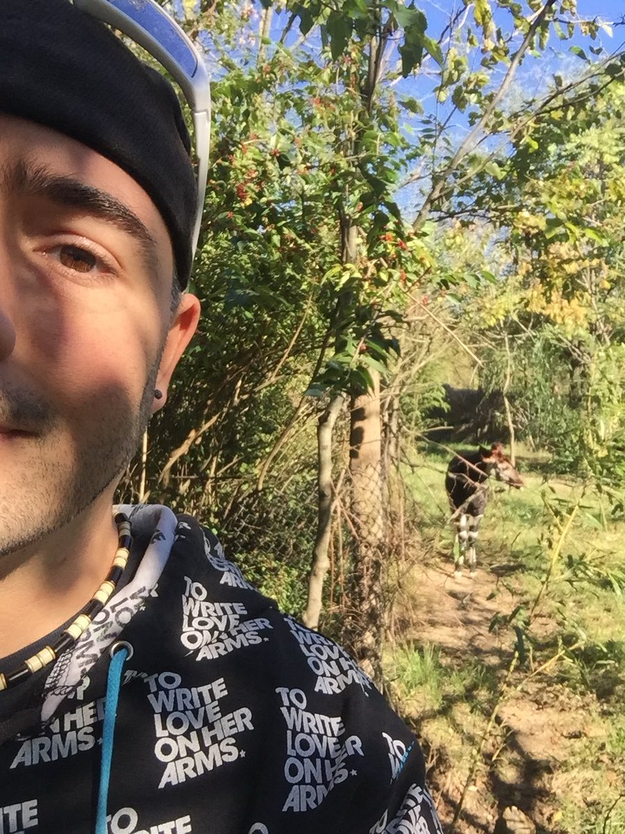 Happy World Okapi Day to all who celebrate! (Thinking of you <a href="/CincinnatiZoo/">Cincinnati Zoo</a>) 🥳🥳