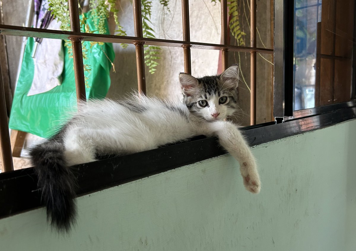 Puta que ganas de ser mi gato, cero preocupaciones solo echarse todo torcido en la ventana
