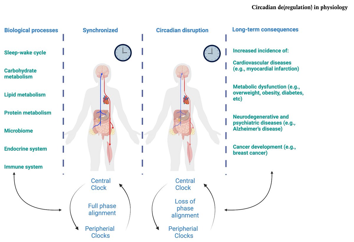 deassisleonardo's tweet image. I’m excited to share a recent review article that Prof. Kramer (Charité) and I wrote for Genes &amp;amp; Development on the health impact of circadian disruption.