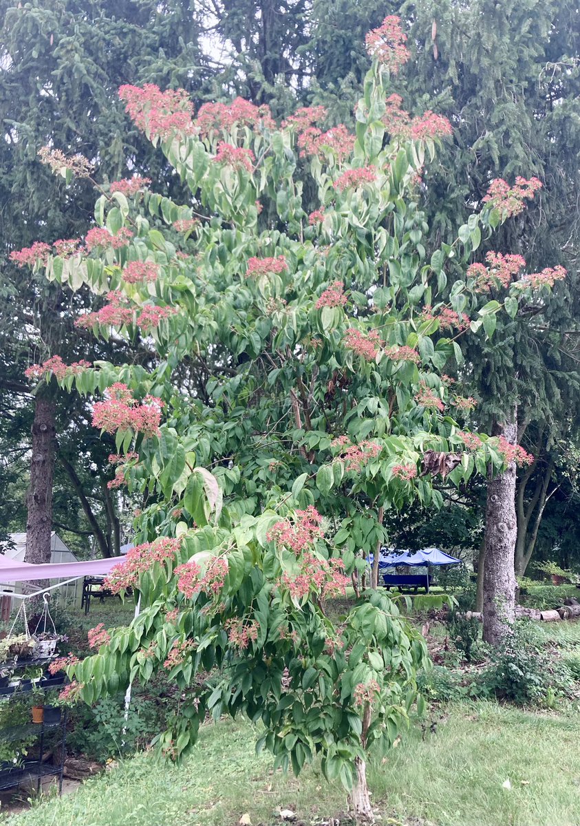 MHJGardenDesign's tweet photo. The #bracts of the #HeptacodiumMiconioides, (or the seven-son tree) are just as pretty as the #flowers πΈ
#floweringtree #garden #nature https://t.co/Nco9LPcU4i