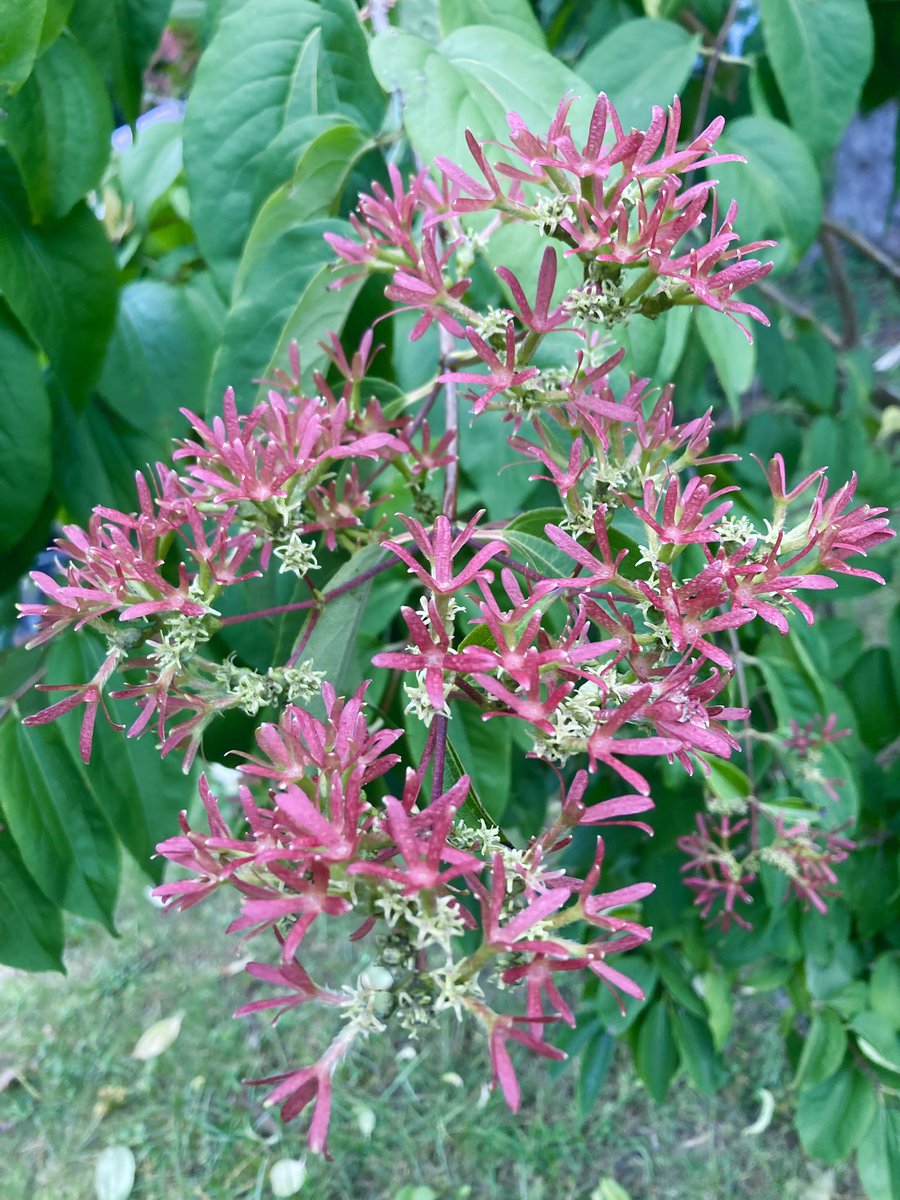 MHJGardenDesign's tweet photo. The #bracts of the #HeptacodiumMiconioides, (or the seven-son tree) are just as pretty as the #flowers πΈ
#floweringtree #garden #nature https://t.co/Nco9LPcU4i