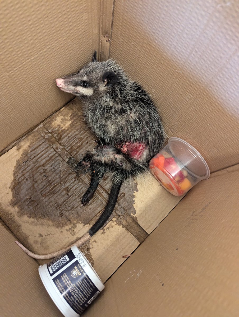 oneroso's tweet photo. @marthadebayle @WRADIOMexico muy bien por lo del tlacuache, si es un calvario ayudarlos van dos que ayudo , uno lo tuve que dormir . A mí me apoyo el centro veterinario México y también grupos de ayuda en facebook https://t.co/45c3Bl798p