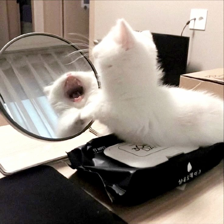 SnowFairy29's tweet image. #CoffeeNow #FridayFeels #CatsOfTwitter 😫😼☕️❣️❣️