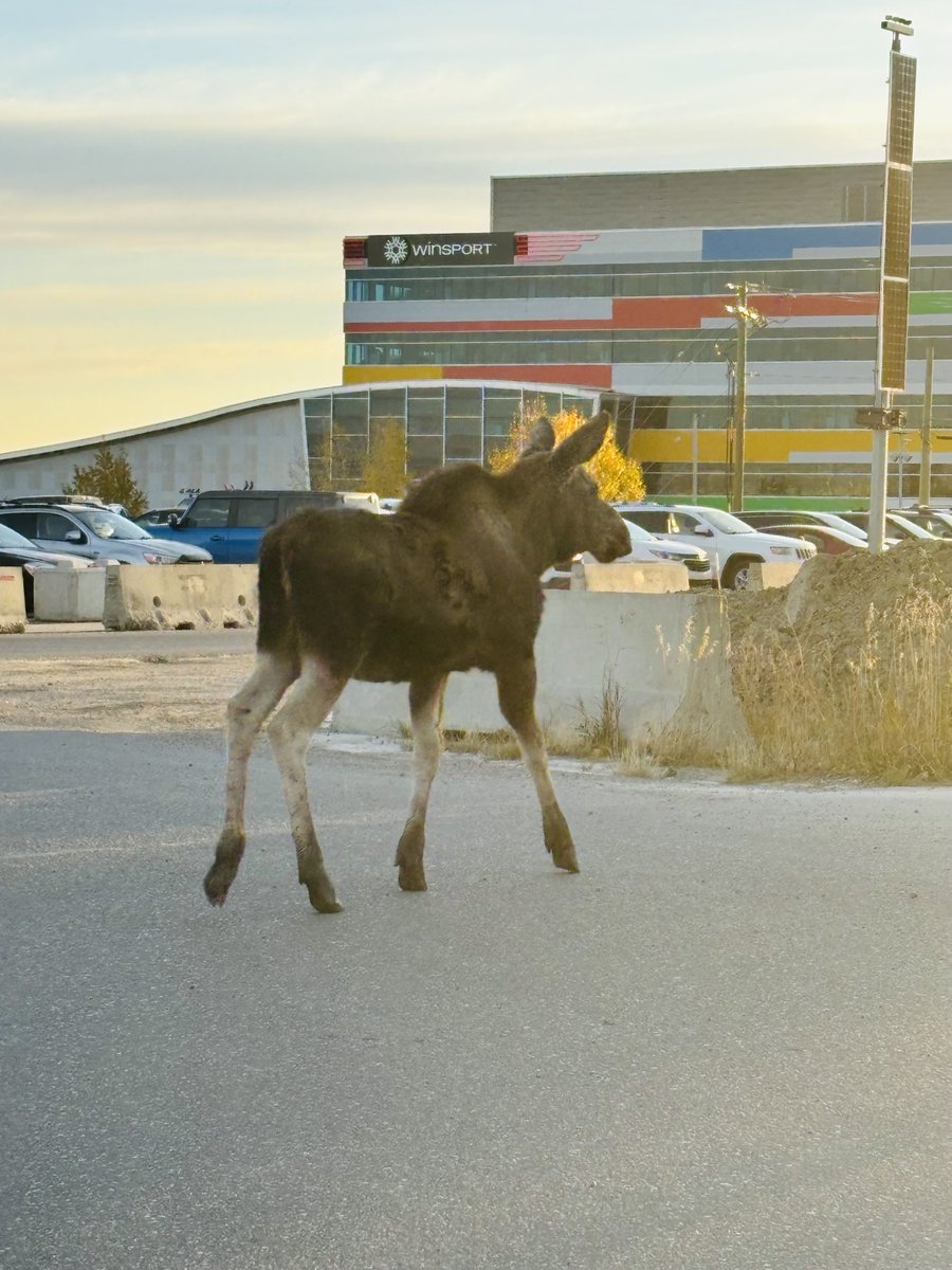 WinSportCanada's tweet photo. Just saw a moose at WinSport! 🦌 He was rocking the cold like it was no big deal. Meanwhile, we're over here bundled up like burritos. #yycnow #calgary #yyc #calgarynow #calgarytoday https://t.co/LI0Ewk68pC