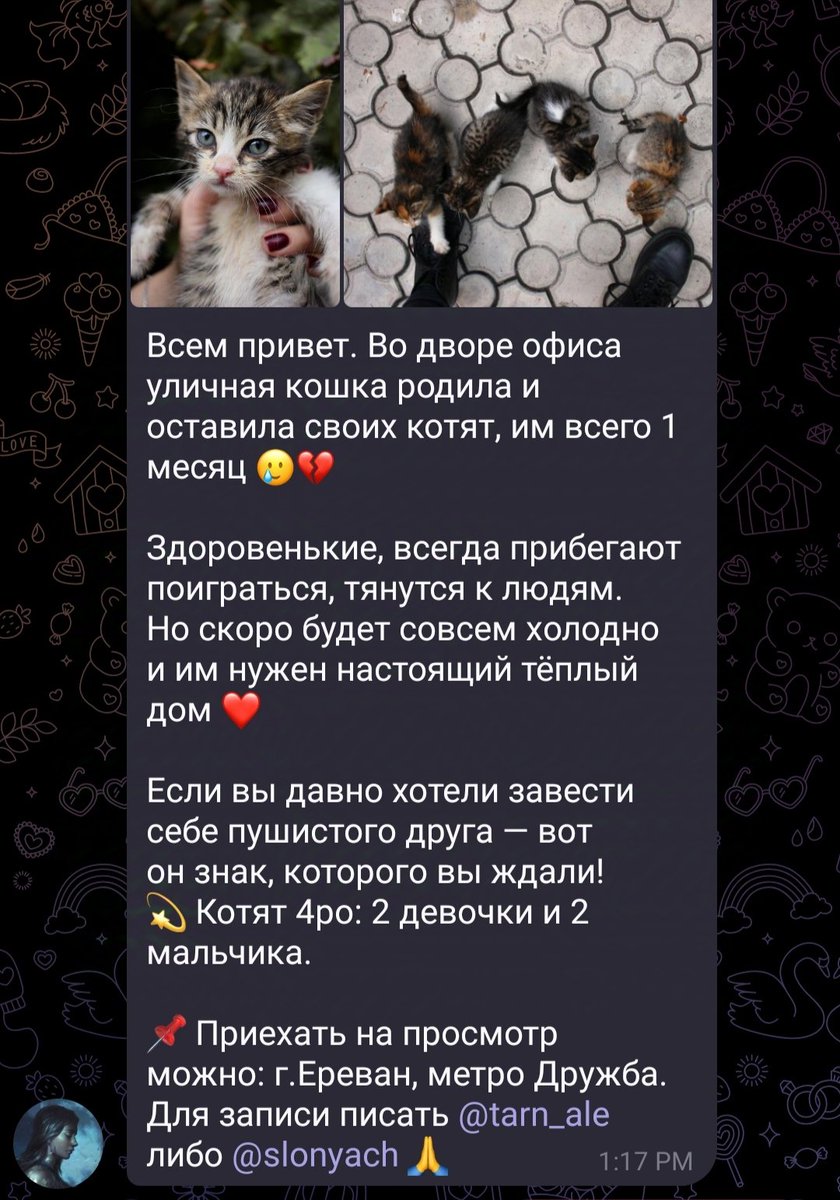 Ереван! Котëнок срочно ищет дом. 
Огромная просьба пошарить этот пост.На скрине контакты тг кому писать. 
Из пятерых остался один котёнок, ему всего месяц.Мама уличная кошка -бросила котят, его братьев и сестёр уже забрали 🥲  Остался один  пушистый комочек ждущий своего человека
