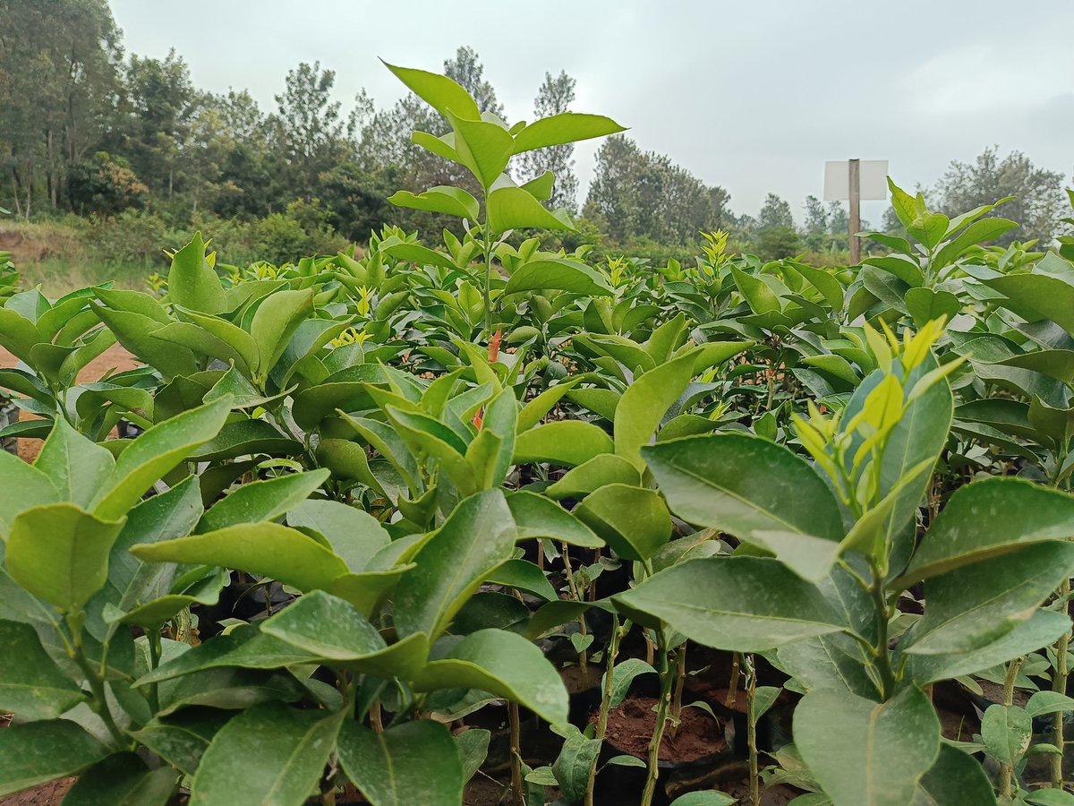 mynzagric254's tweet photo. Fruit seedlings ready for transplanting. 

Strawberry 🍓 150/=- 3 months 
Grafted Hass  Avocado 🥑 200/=
Grafted Fuerte Avocado  🥑200/= 
Grafted Tommy mango🥭 200/=
Grafted Apple Mango 🥭 200/= 
Grafted Van dyke mango 🥭 200/= 
Grafted Ngowe mango 🥭 200/=
Alphonso Mango 🥭 400/=
Grafted Macadamia Muranga ( 20) 350/=
Grafted purple Passion seedlings 200/=
Loquats 300/= 
Giant granadilla 600/=
Sweet granadilla 200/=
Grapes seedlings 350/=
Grafted pixies Orange 🍊 300/=
Grafted Washington orange 🍊 200/=
Grafted Valencia Orange 🍊 200/=
Grafted Tangerine 🍊 200/=
Minneola Tangelo orange 🍊 250/=
Kumquat Oranges 🍊 sh 600/= 
Blood Orange 🍊 500/= 
🍊🍊 lime 250/=
Sudachi lemon 2500/=
Grafted lemon 🍋 200/=
Variagated Pink  Lemon 🍋- 800/=
Sweet lemon 350/= 
Paw Paw  150 /= 
Grafted Tree tomato 200/=
Apple 🍎🍏 seedlings 1000/=
guavas ksh 150/=
kiwi 🥝  500/=
Dragon fruit 1000/= 
Pomegranate 500/=
Plums -500/=
Tissue culture banana 500/=
Pears -600/= 
Custard Apple 250/=
Blue berry 4000/= 
Jabuticaba 2000/=
Peaches 3000/= 
Zambarau 800/=
Jackfruit 800/=
Brazilian Cherry 1500/=
Cherry Guava 600/=
White Sapote 350/=
Persimmon 1500/=
Cashewnut 800/=
Olive 1000/=
Mulberry 300/=
Rasp berry 🍓 600/=
Black berry 700/=
Soursop 400/= 
Fig tree 800/= 
Tamarind 750/= 

‌Click this link to message us on WhatsApp: https://t.co/xQiGFKmN0d