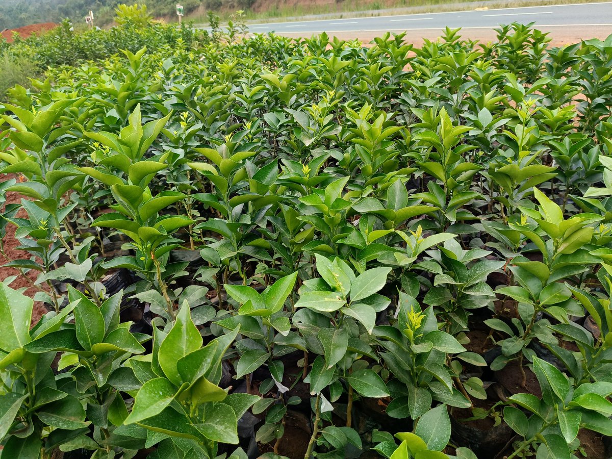 mynzagric254's tweet photo. Fruit seedlings ready for transplanting. 

Strawberry 🍓 150/=- 3 months 
Grafted Hass  Avocado 🥑 200/=
Grafted Fuerte Avocado  🥑200/= 
Grafted Tommy mango🥭 200/=
Grafted Apple Mango 🥭 200/= 
Grafted Van dyke mango 🥭 200/= 
Grafted Ngowe mango 🥭 200/=
Alphonso Mango 🥭 400/=
Grafted Macadamia Muranga ( 20) 350/=
Grafted purple Passion seedlings 200/=
Loquats 300/= 
Giant granadilla 600/=
Sweet granadilla 200/=
Grapes seedlings 350/=
Grafted pixies Orange 🍊 300/=
Grafted Washington orange 🍊 200/=
Grafted Valencia Orange 🍊 200/=
Grafted Tangerine 🍊 200/=
Minneola Tangelo orange 🍊 250/=
Kumquat Oranges 🍊 sh 600/= 
Blood Orange 🍊 500/= 
🍊🍊 lime 250/=
Sudachi lemon 2500/=
Grafted lemon 🍋 200/=
Variagated Pink  Lemon 🍋- 800/=
Sweet lemon 350/= 
Paw Paw  150 /= 
Grafted Tree tomato 200/=
Apple 🍎🍏 seedlings 1000/=
guavas ksh 150/=
kiwi 🥝  500/=
Dragon fruit 1000/= 
Pomegranate 500/=
Plums -500/=
Tissue culture banana 500/=
Pears -600/= 
Custard Apple 250/=
Blue berry 4000/= 
Jabuticaba 2000/=
Peaches 3000/= 
Zambarau 800/=
Jackfruit 800/=
Brazilian Cherry 1500/=
Cherry Guava 600/=
White Sapote 350/=
Persimmon 1500/=
Cashewnut 800/=
Olive 1000/=
Mulberry 300/=
Rasp berry 🍓 600/=
Black berry 700/=
Soursop 400/= 
Fig tree 800/= 
Tamarind 750/= 

‌Click this link to message us on WhatsApp: https://t.co/xQiGFKmN0d
