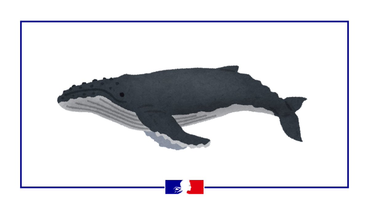 Prefet76's tweet image. Baleine en Seine 🐳
 
Mercredi midi, une baleine à bosse était repérée en Seine. Depuis, aucun nouveau signalement n'a été effectué. 

Toutefois, le préfet de la Seine-Maritime a établi un dispositif de surveillance associant l'@OFBiodiversite et l'association @SeaShepherdFran.…