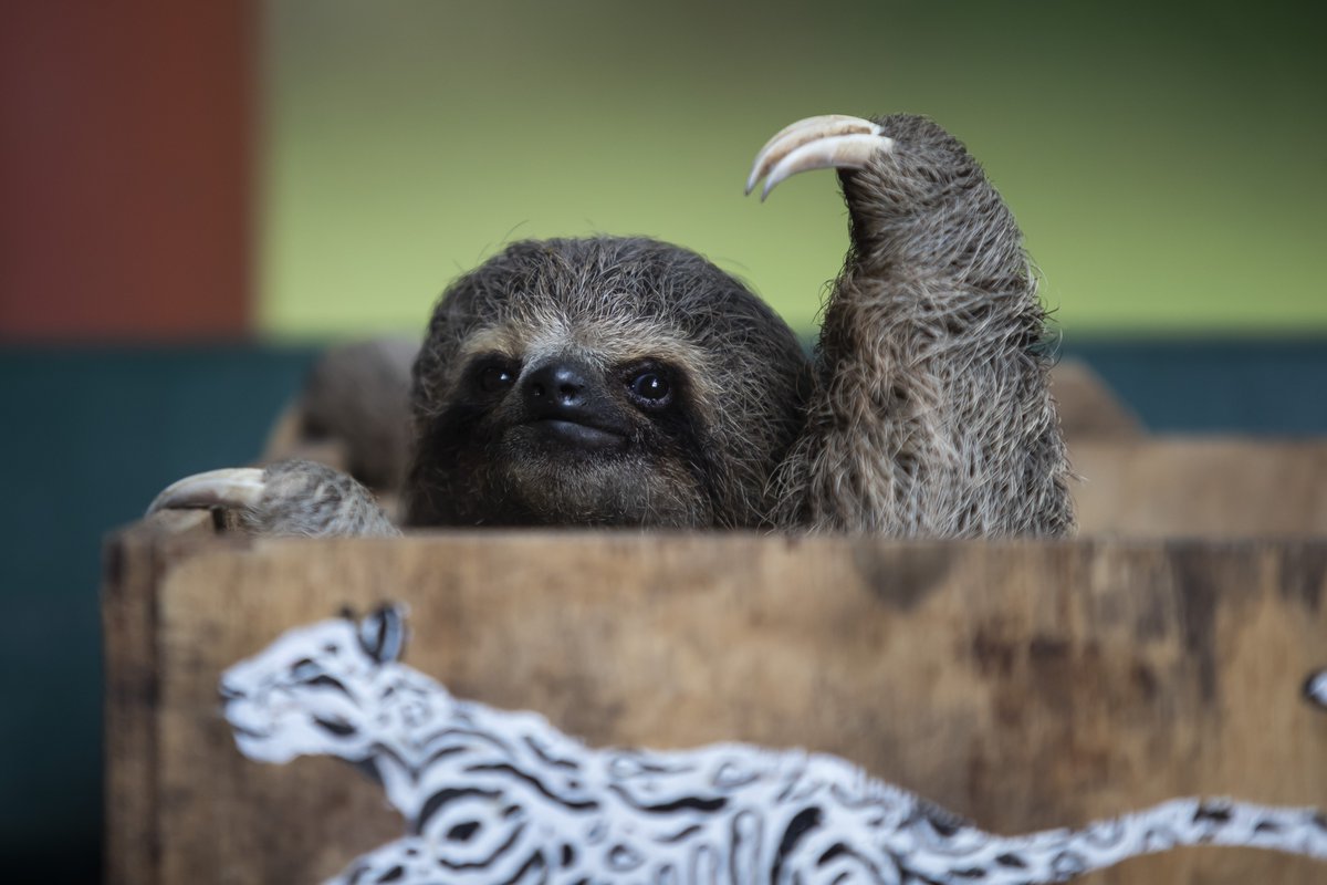 Slothgift's tweet photo. When you're small but mighty! 💪🦥 Baby sloth raising its arm like it's ready to take on the world... slowly, of course. 😄 

#SlothPower #TinyButTough #SlothVibes #SlowAndSteady #BabySlothGoals #CutenessOverload #sloth https://t.co/WS6DyKe51j