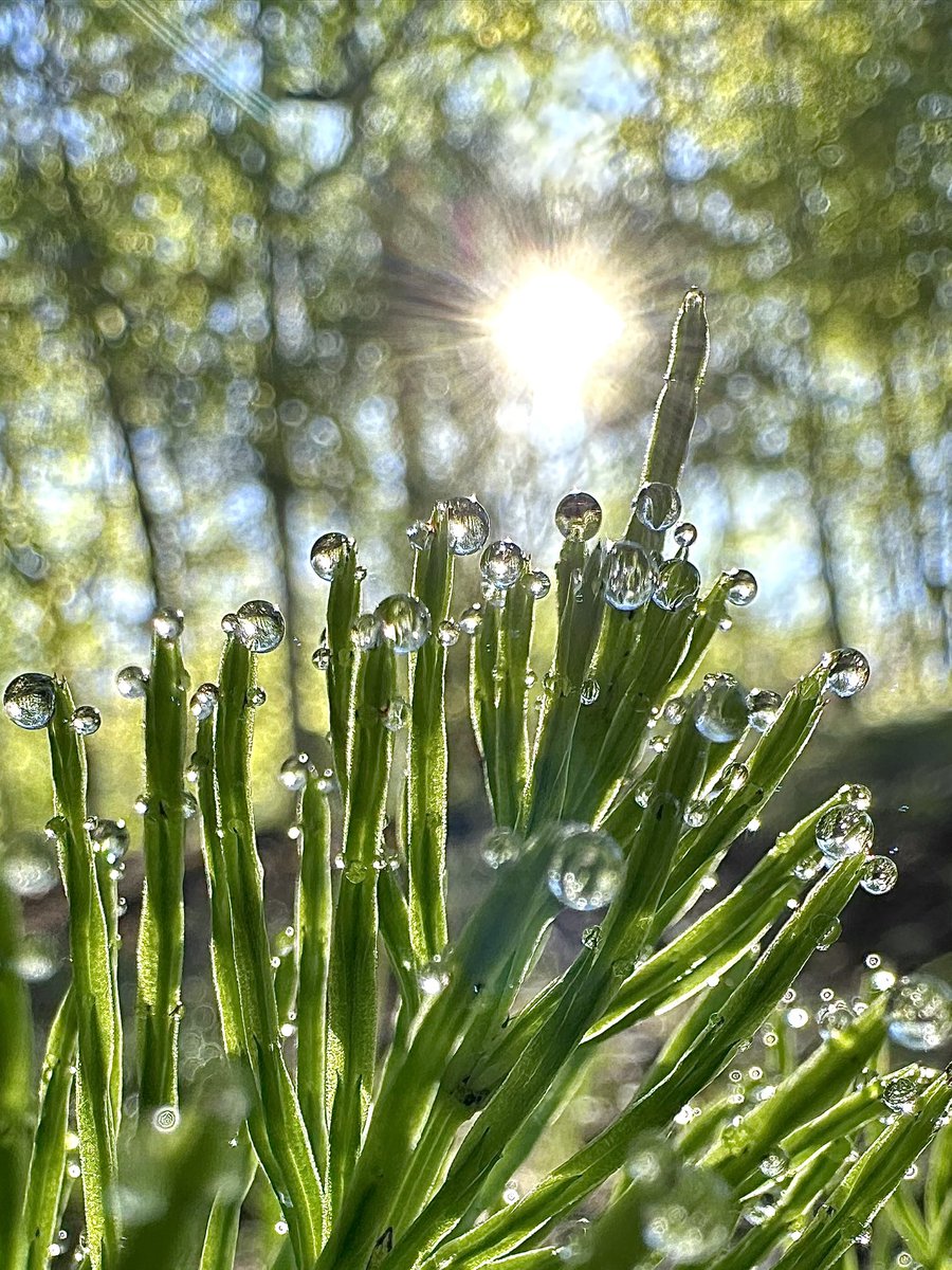 Mandy Simard tweet media