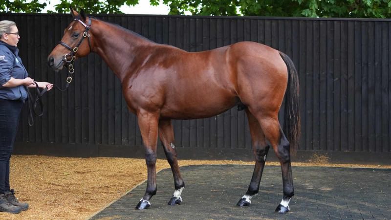 oliver costello tweet media