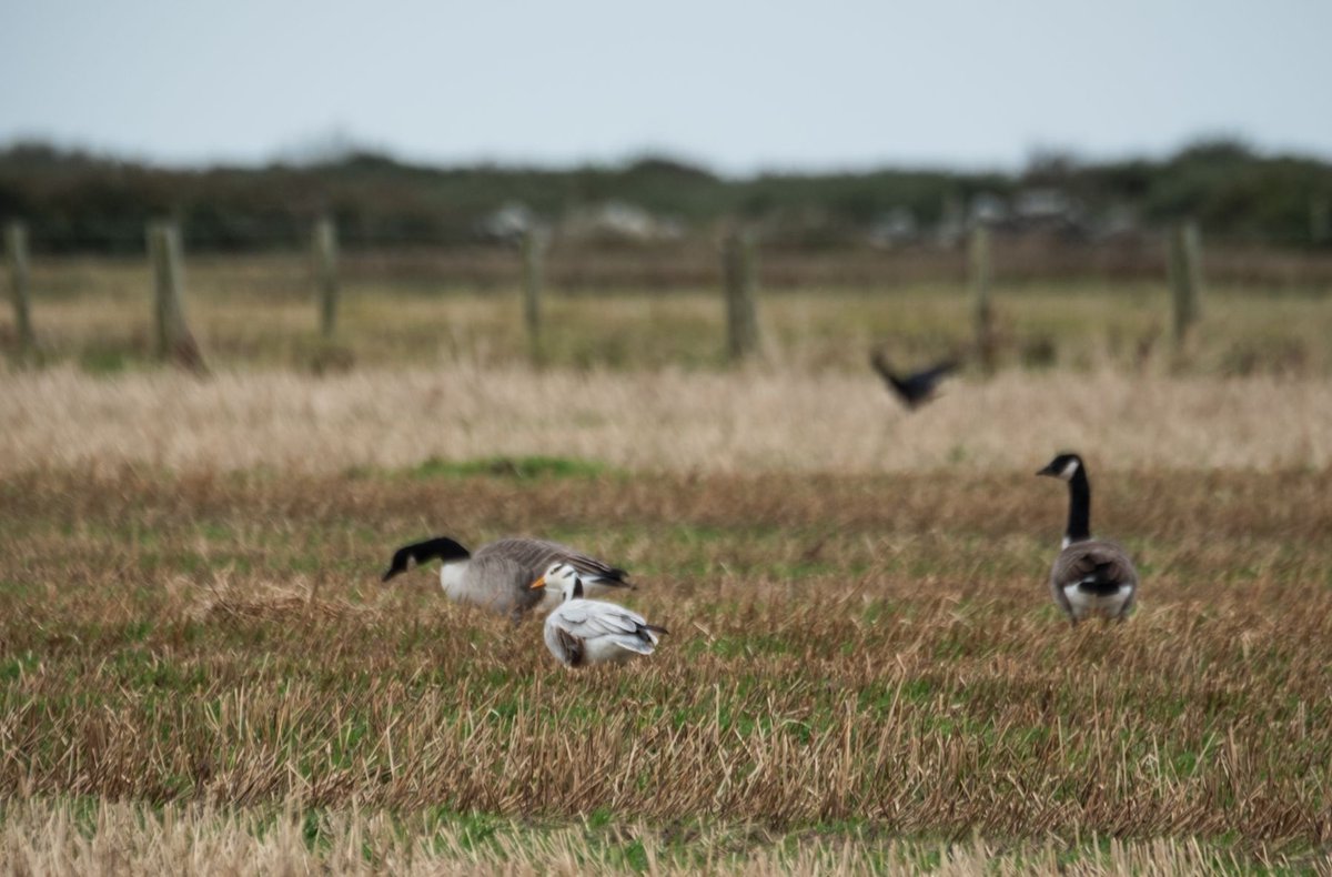 Bar-headed Goose spotted this morning near Llyn Traffwll amongst a flock of 200+ Greylag and Canada geese.
Also 300+ Starlings, 42 Chough, 2 Great Crested Grebe, 20 Lapwing &amp; 4 Curlew.  #Anglesey
@AngBirdNews
<a href="/birdsinwales/">Welsh Ornithological Society 🏴󠁧󠁢󠁷󠁬󠁳󠁿</a>
<a href="/cofnod/">Cofnod</a>