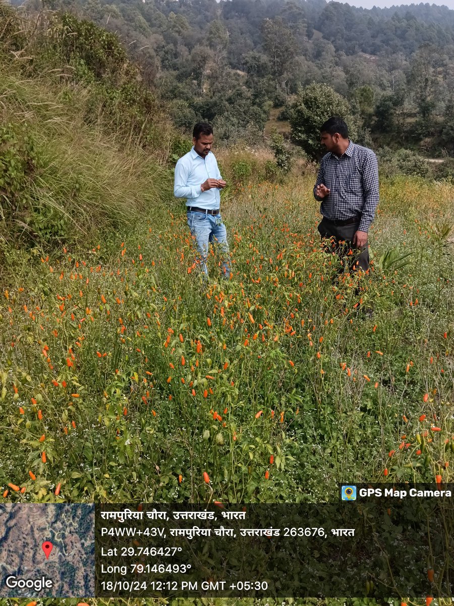 ReapSult's tweet photo. आज ग्राम झिमार में लाखोरी मिर्च का क्षेत्र सर्वे किया गया जिसमें श्री गंगा प्रसाद जी के खेत में मिर्च व हल्दी का उत्पादन देखा गया। @REAPAlmora https://t.co/5Gz1boFSOW