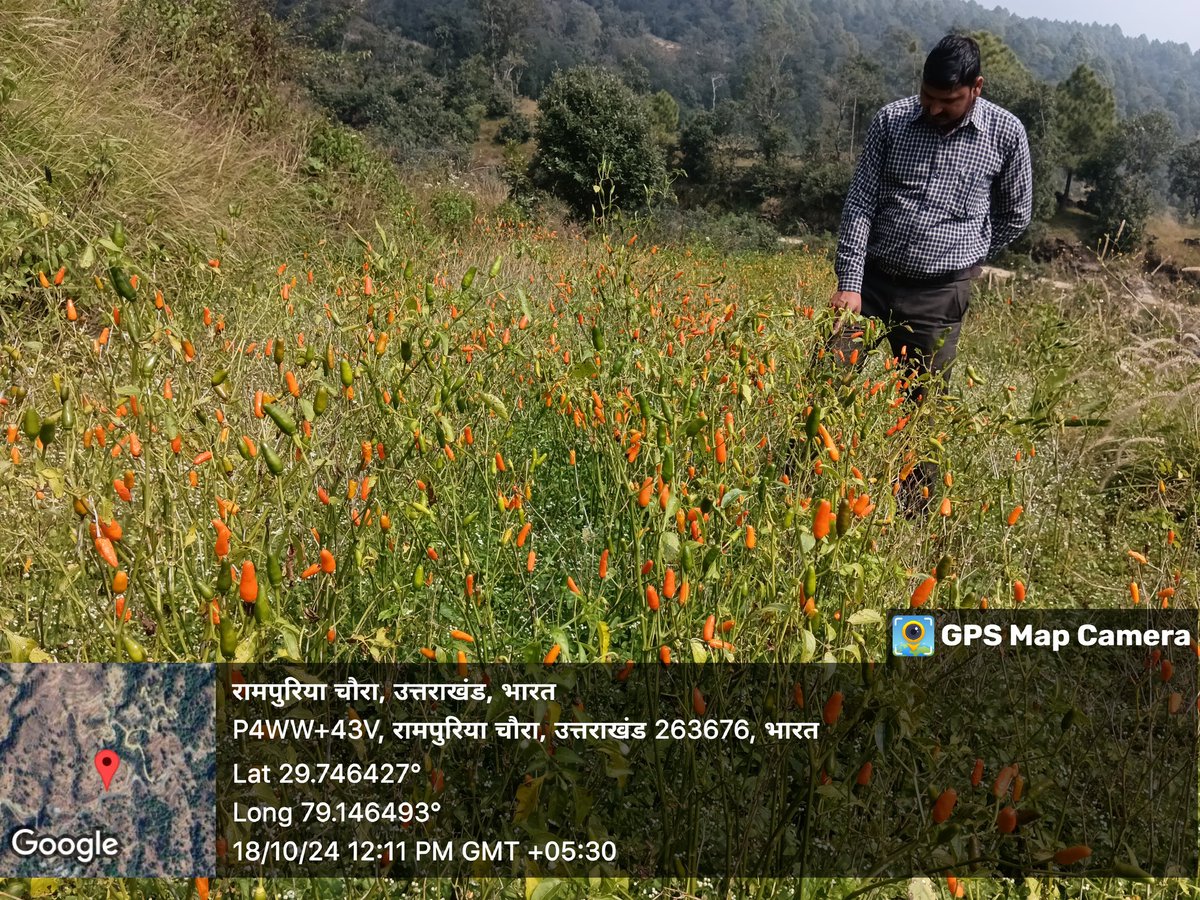 ReapSult's tweet photo. आज ग्राम झिमार में लाखोरी मिर्च का क्षेत्र सर्वे किया गया जिसमें श्री गंगा प्रसाद जी के खेत में मिर्च व हल्दी का उत्पादन देखा गया। @REAPAlmora https://t.co/5Gz1boFSOW