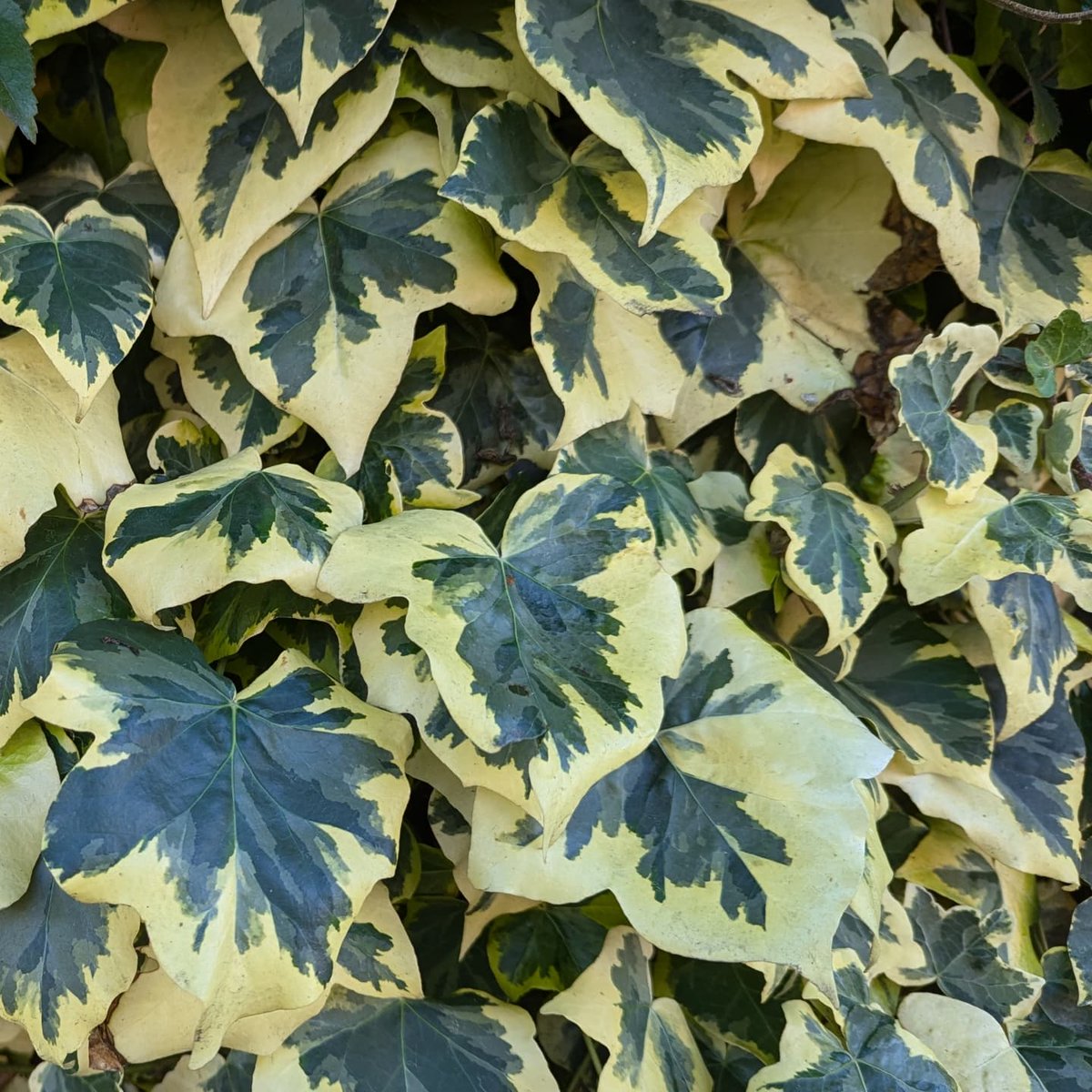 clothesfreeuk's tweet photo. Longest morning walk yet 😊
I'm still finding my feet 👣 after surgery, really wanted to make it to the nature reserve and take some photos but it wasn't to be today 😭.
#convalescing #sunny #walking #berries #leaves #trees #cobwebs https://t.co/IvxZQkjEc0