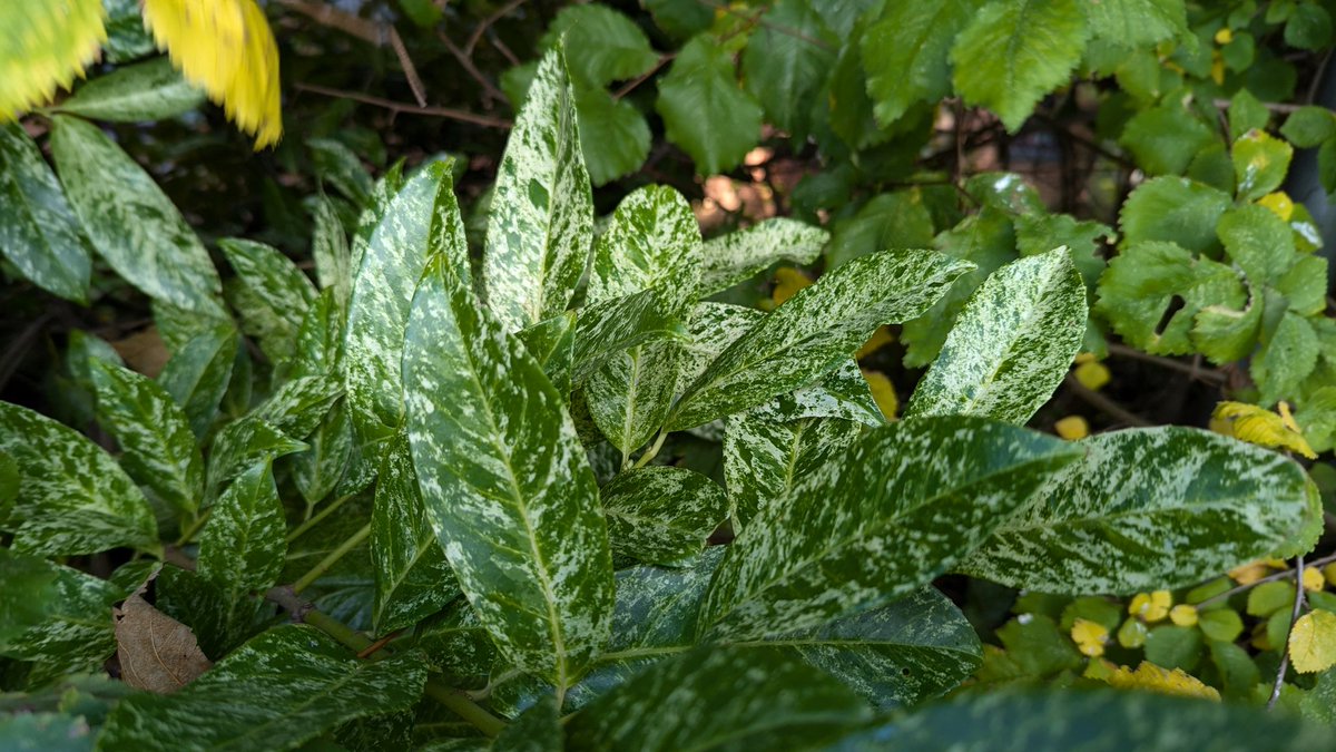 clothesfreeuk's tweet photo. Longest morning walk yet 😊
I'm still finding my feet 👣 after surgery, really wanted to make it to the nature reserve and take some photos but it wasn't to be today 😭.
#convalescing #sunny #walking #berries #leaves #trees #cobwebs https://t.co/IvxZQkjEc0