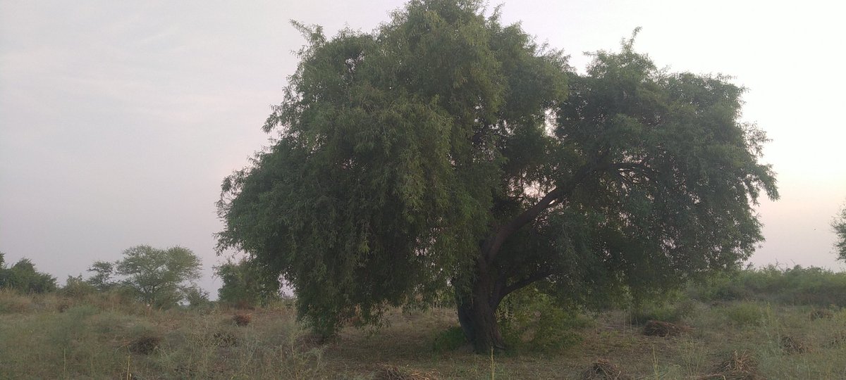 इसे राजस्थान का पुष्प कहा जाता है, इस पेड़ का क्या नाम है कमेंट में बताएं