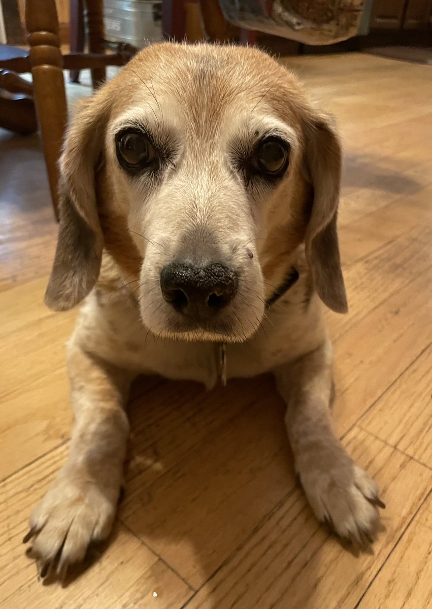 Shoutout to <a href="/Chewy/">Chewy</a>. After our dog died yesterday, I contacted them to return a bunch of unopened medications. They refunded all our money, and suggested I donate the meds to a shelter. First class, Chewy.