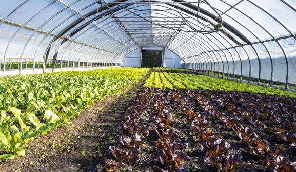 NRCS_Kansas's tweet photo. Across the U.S., farmers are discovering the benefits of high tunnels. NRCS can help producers integrate high tunnels into their operations and provide financial assistance through the Environmental Quality Incentives Program (EQIP). https://t.co/xXFNWvOkDc
