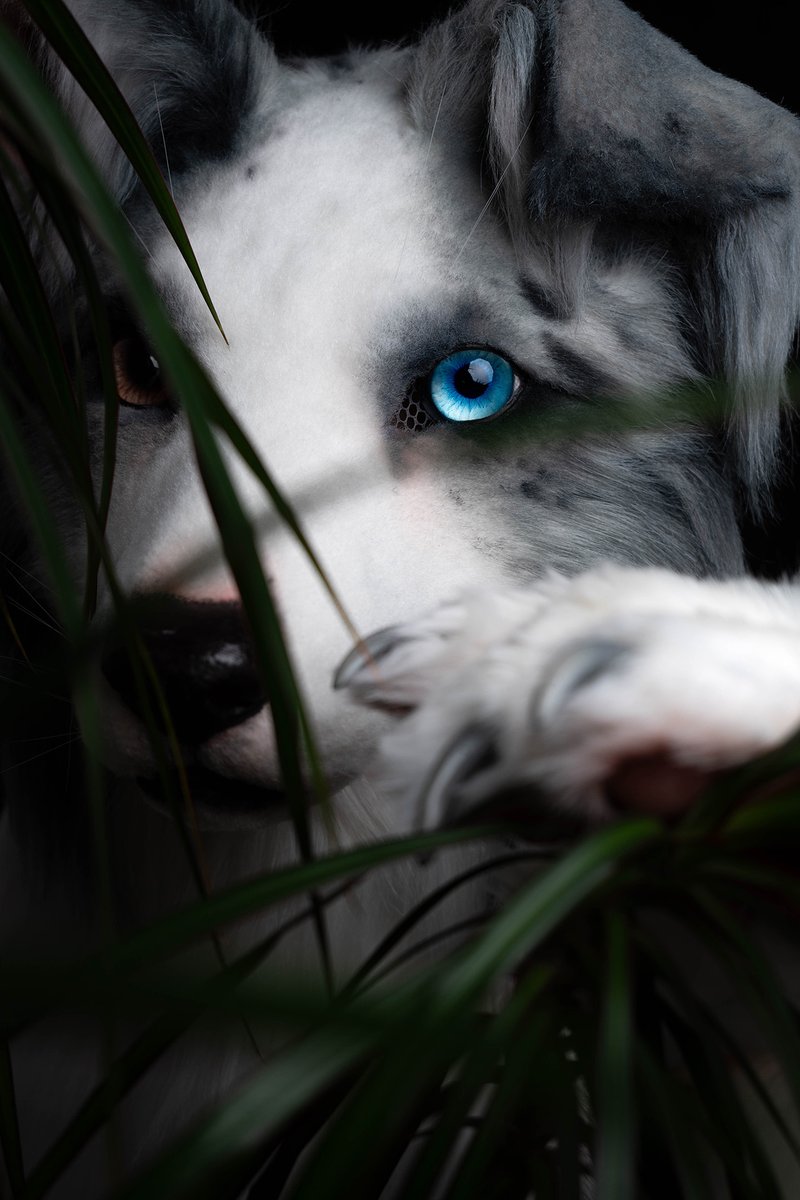 DOCorDOG's tweet image. Blue Gaze #FursuitFriday

🪡🧵 @smallyuXP