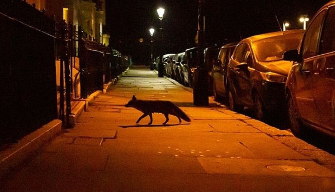 30millionsdamis's tweet photo. Moins de proies, un habitat qui se réduit… Les animaux sauvages ont de plus en plus tendance à pénétrer dans les villes, notamment pour y trouver plus de nourriture. Comment repenser la ville de demain, avec eux ? 🏙️🦊🐻
👉 https://t.co/TpGj13wHhJ https://t.co/Vt4loJeA18