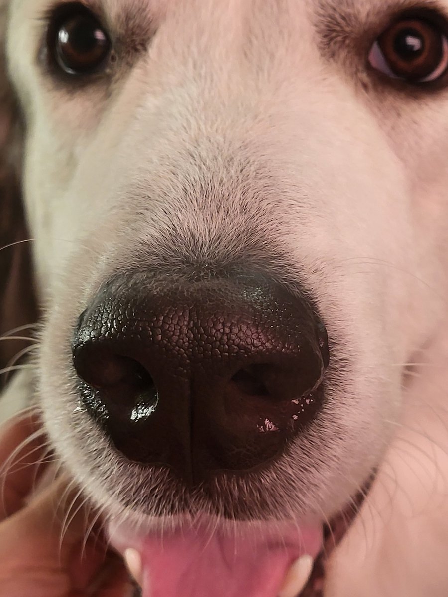 Salty Paws Pittsburgh tweet media