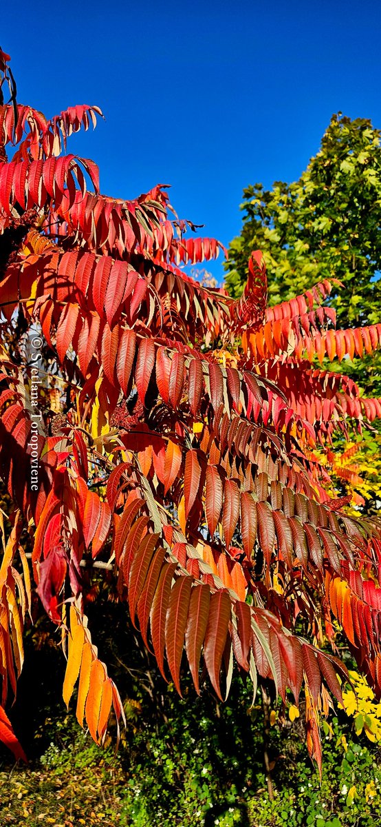 LanaToro21's tweet photo. @onward_r Happy Friday TY, dear Ralph🍁🌾🍁
#Photpbyme #Fridayshots📷 https://t.co/K3aYEzXv2G