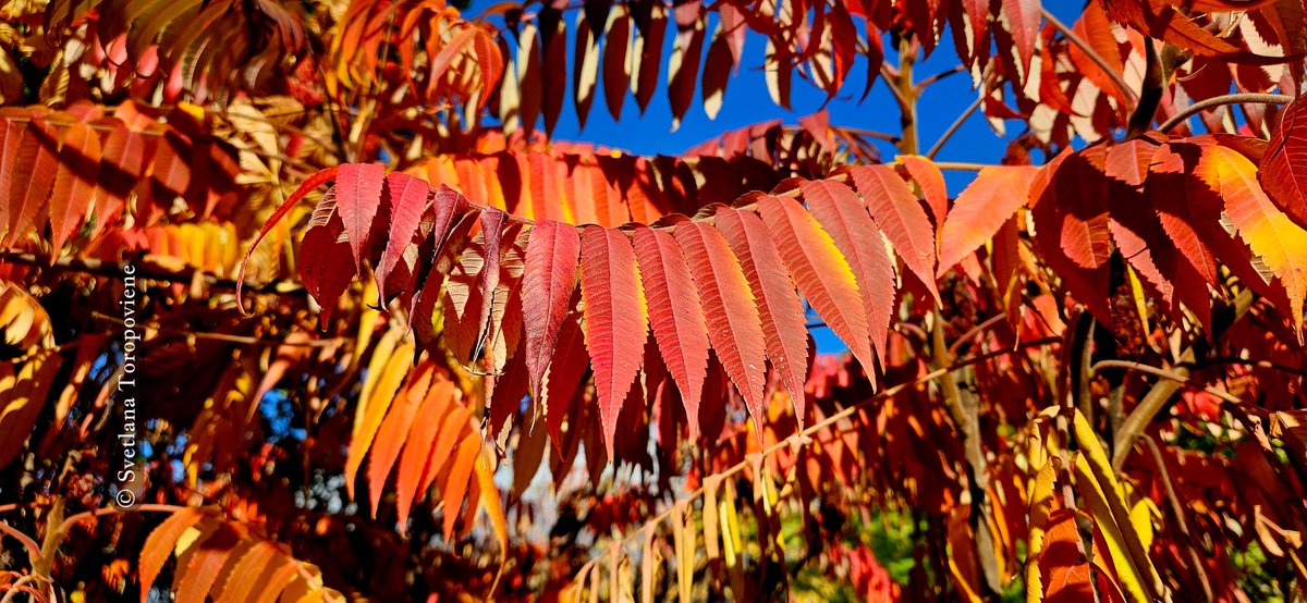 LanaToro21's tweet photo. @onward_r Happy Friday TY, dear Ralph🍁🌾🍁
#Photpbyme #Fridayshots📷 https://t.co/K3aYEzXv2G