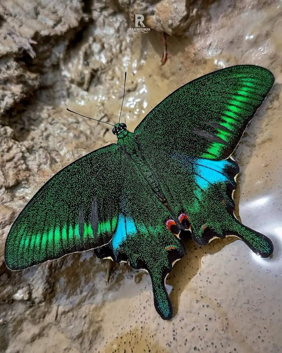 Stemstory's tweet photo. "Paris Peacock: The Dazzling Display of Nature's Artistry" https://t.co/3dwLa4tLOy