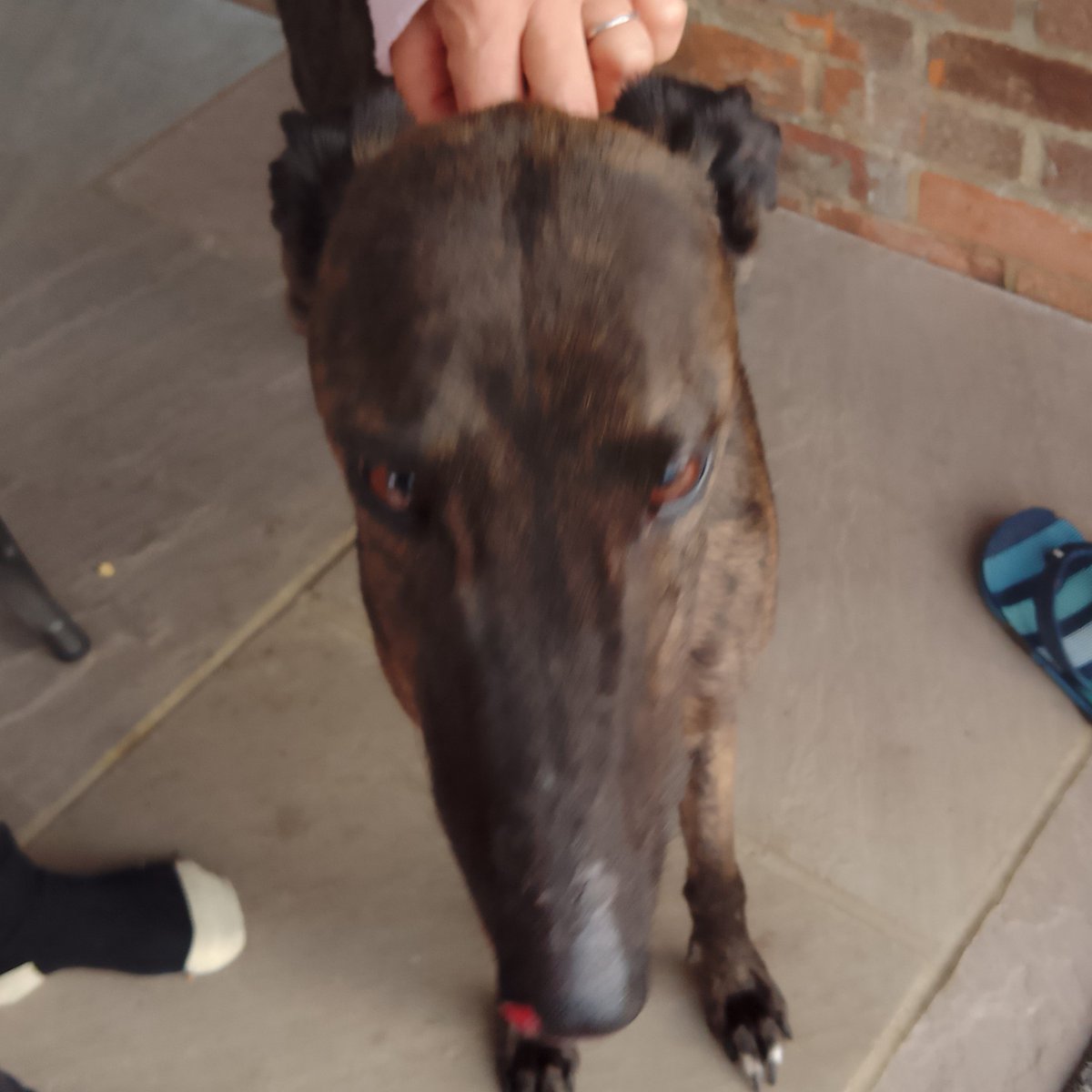Urgent, please retweet to help find the owner or a RESCUE SPACE for this stray/abandoned Greyhound found #CHESHAM #BUCKINGHAMSHIRE #UK 
At risk of euthanasia 🆘🆘🆘
Female, medium sized, chip not registered, found 8 October, she's already done her mandatory 7 days‼️
This council