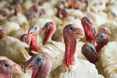 NRCS_Kansas's tweet photo. Happy Thanksgiving!  NRCS offices are closed in observance of Thanksgiving Day. https://t.co/7RPd2pvT2I