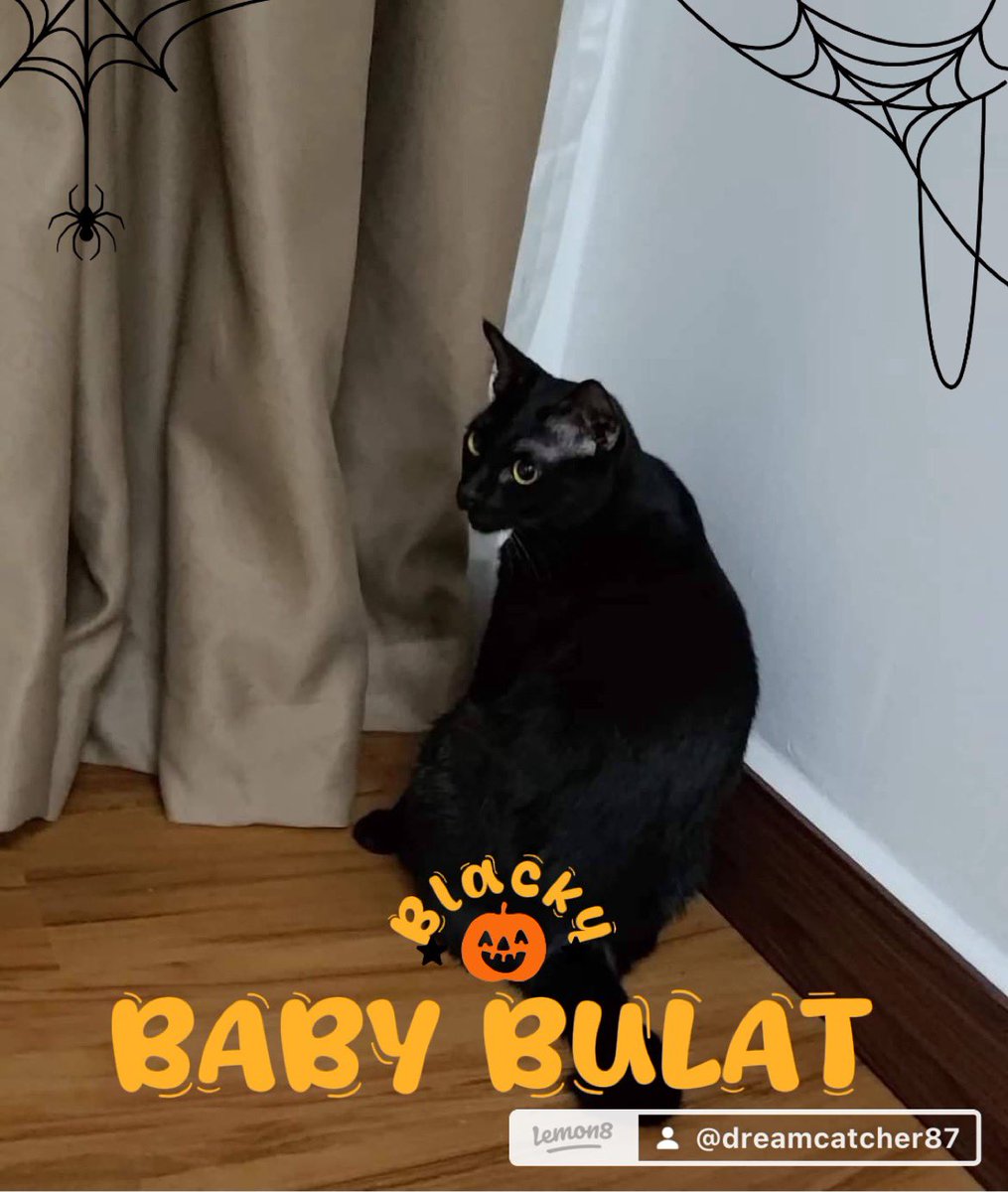 DC_fafa87's tweet photo. My Baby Bulus 5 years Already ✨ #catlover #blackcat #mybabiesbulus #5yearold #happymummycat https://t.co/zwiRCDVwkS