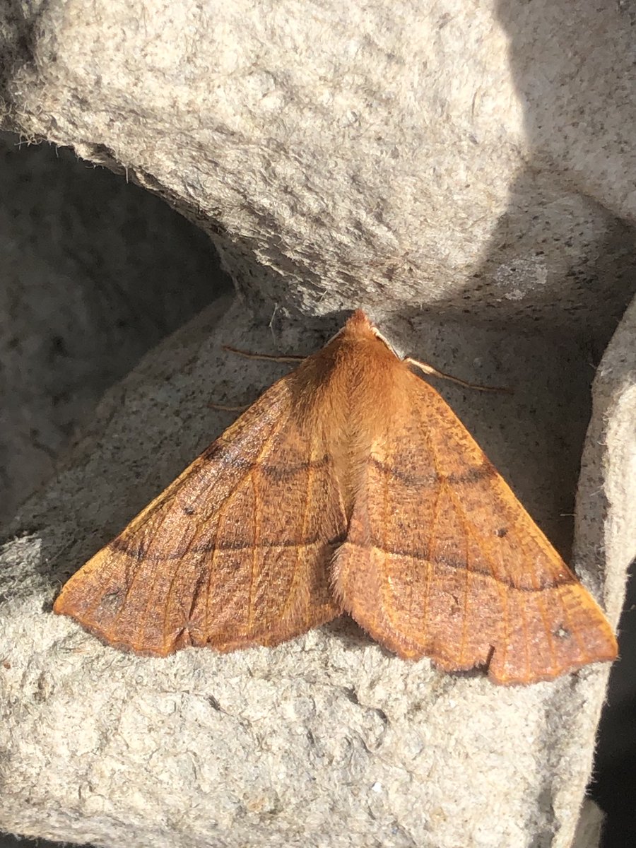 fraser mcconnell tweet media