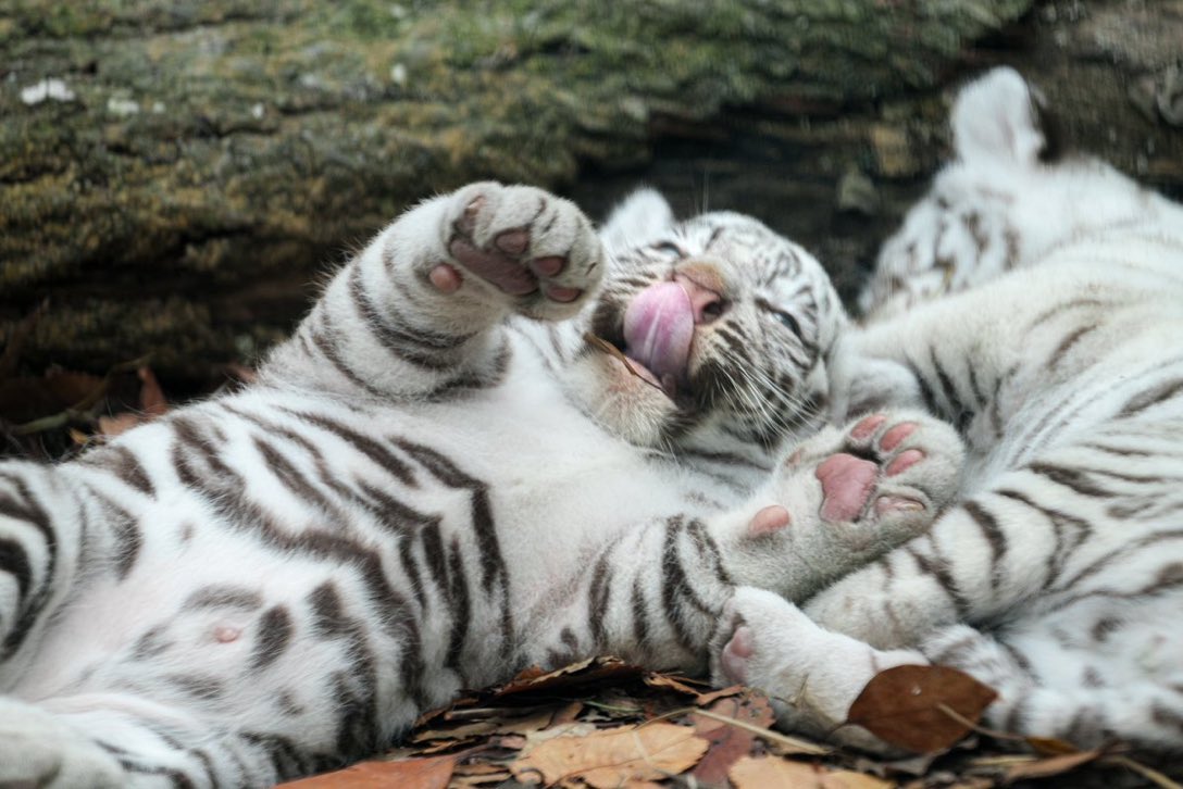 โตปัยจาเป้นเฉือดุรั้ย

เด่วดายมั่ยสนจัยใค

แต่ตอนนิ่หิวง่า

แม่จ๋าค้าบ หม่ำๆค้าบ