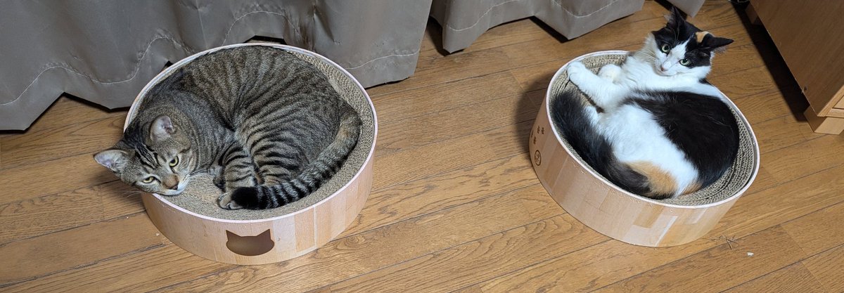 1118uma's tweet photo. 早い者勝ち🐱
勝ち組🐱

後　4つ買うんかな💦
我が家は猫６🐱
#ねこすきさんと繋がりたい 　#猫　#猫好き　#猫のいる暮らし　#猫の居る生活 https://t.co/gvn8BW6ybC