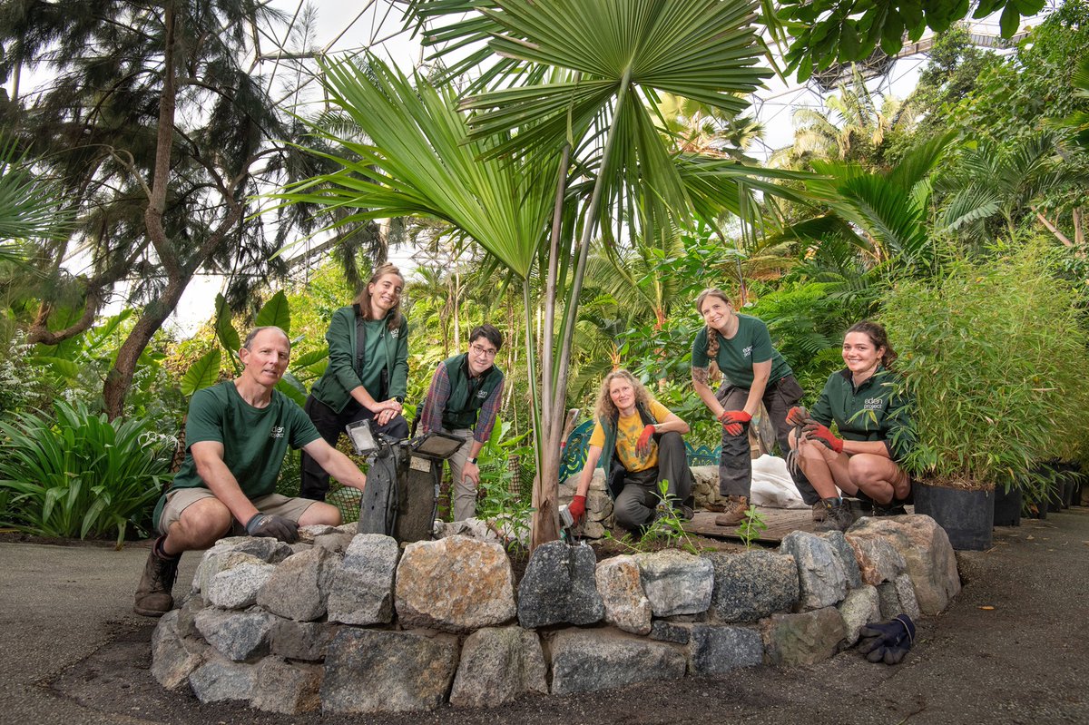An example of an extremely rare species of palm, only discovered in 2006, has found a new permanent home in <a href="/EdenProject/">Eden Project</a>'s  Rainforest Biome in Cornwall, ready for visitors to see this October half-term, becoming the rarest plant in the Biome. edenproject.com/media-relation…