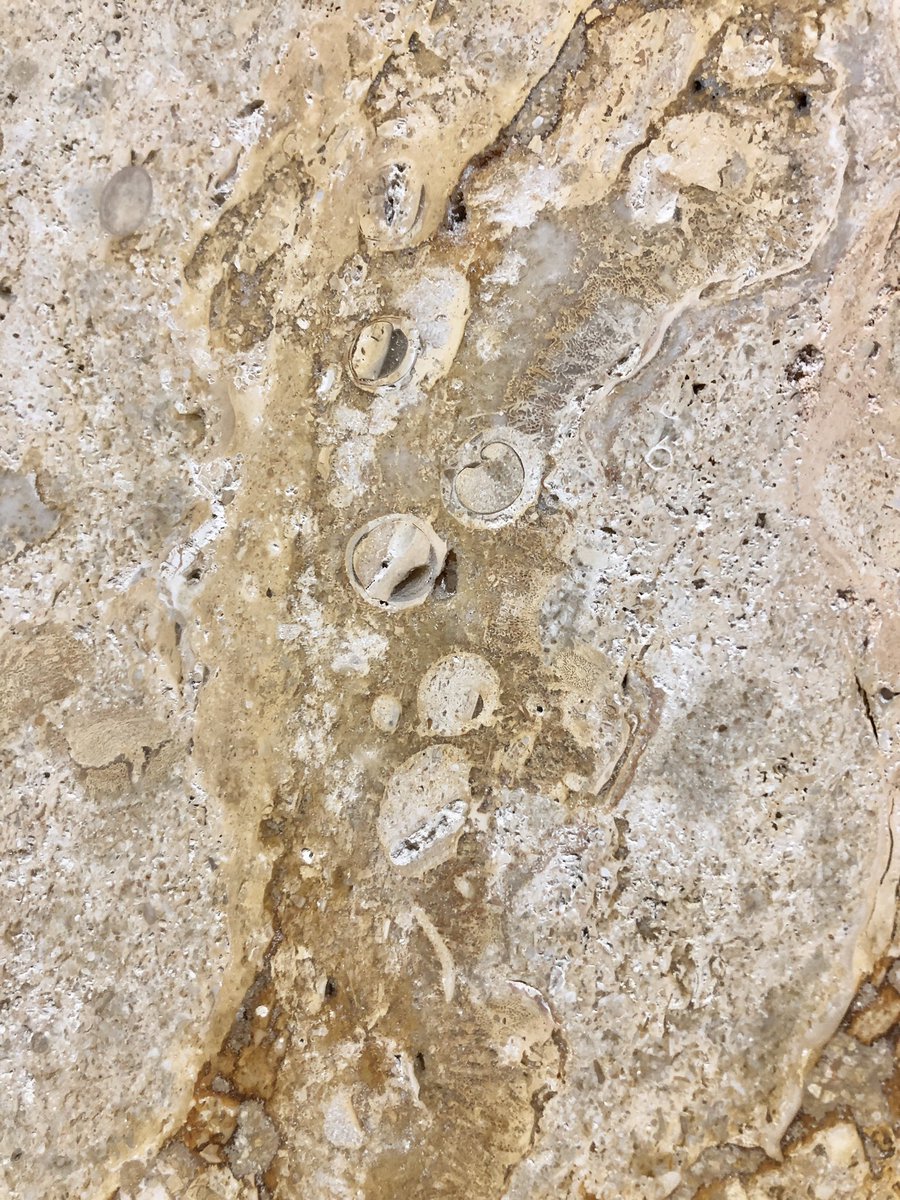 金沢エムザの地下の壁や柱は琉球石とのこと。他所とはまた違う雰囲気。
#街の中で見つかるすごい石
#UrbanGeology
#金曜日だから化石貼る
#FossilFriday
bsky.app/profile/kutan4…