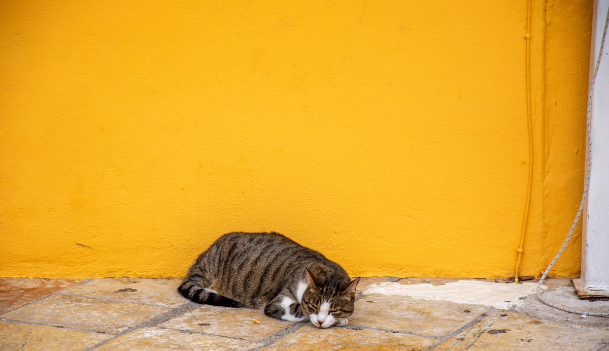 Spent a wonderful time recently on the island of Corfu - and met many lovely cats who were happy to pose for the camera.

📨 info@bridgeandvalley.co.uk if you'd like to chat pet photography in your house or garden!