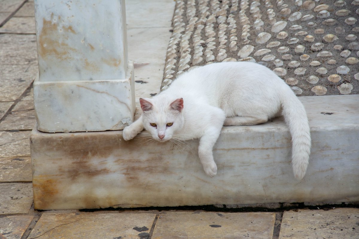 bridgeandvalley's tweet photo. Spent a wonderful time recently on the island of Corfu - and met many lovely cats who were happy to pose for the camera.

📨 info@bridgeandvalley.co.uk if you'd like to chat pet photography in your house or garden! https://t.co/RExQ3Kkgwn