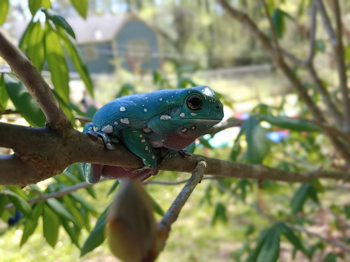 amphibianfound's tweet photo. Hop outside for a moment and fall in love with your surroundings!

Buttons the White's Tree Frog (Litoria caerulea) is living his best #FrogFriday life!

#Litoriacaerulea #Litoria #Frog #Frogs #Amphibian #Amphibians #Herpetologist #Herping #Herper #Herps https://t.co/Y1kraLKMo6