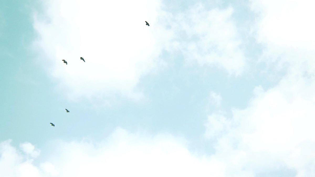 in order to see birds, it is necessary to become a part of the silence
~The Last of Us Part I

#MinimalFriday

#VirtualPhotography #ArtisticofSociety #VPMinimalism  #VPRT #VGPUnite #VPGraph #TheCapturedCollective #ThePhotoMode