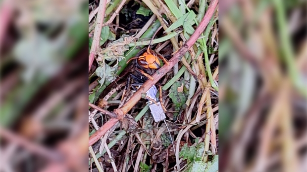 Nest Aziatische hoornaars verwijderd in Neede -  achterhoeknieuwseibergenneede.nl/l/499118