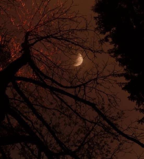 thespookygirll's tweet image. halloween, i love you